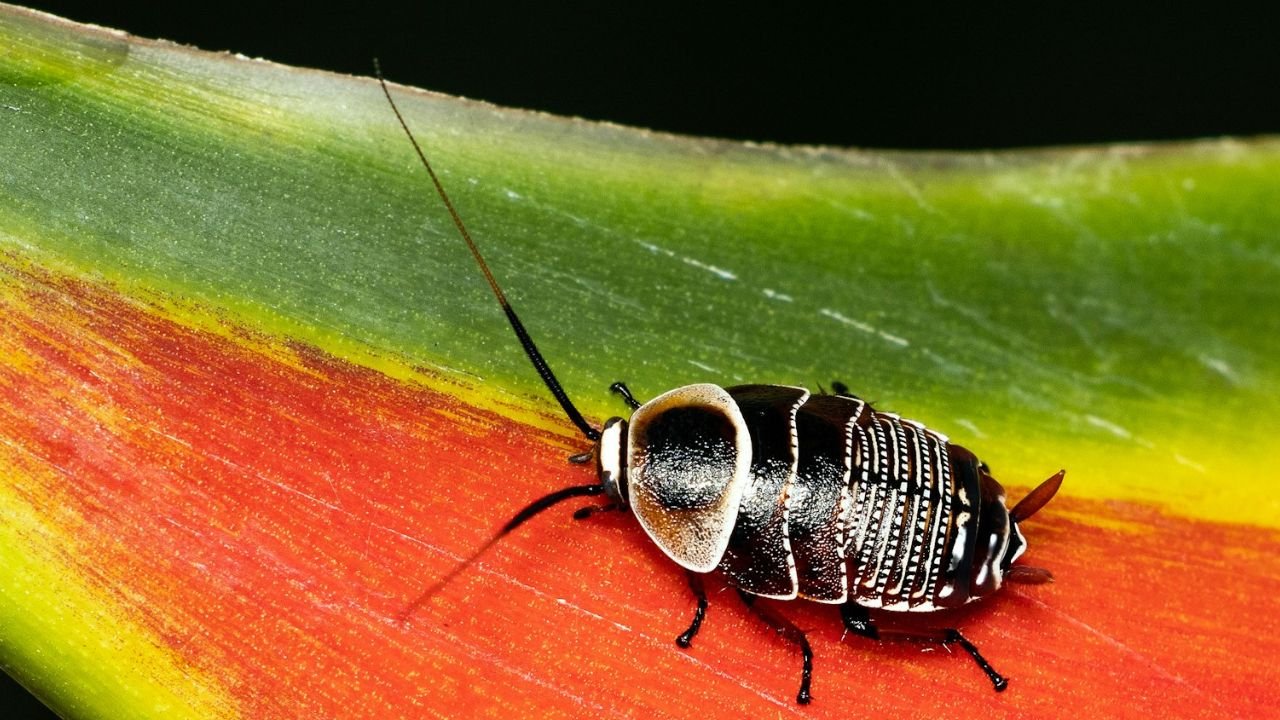 Insecte qui ressemble au cafard