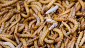 Asticots dans la maison