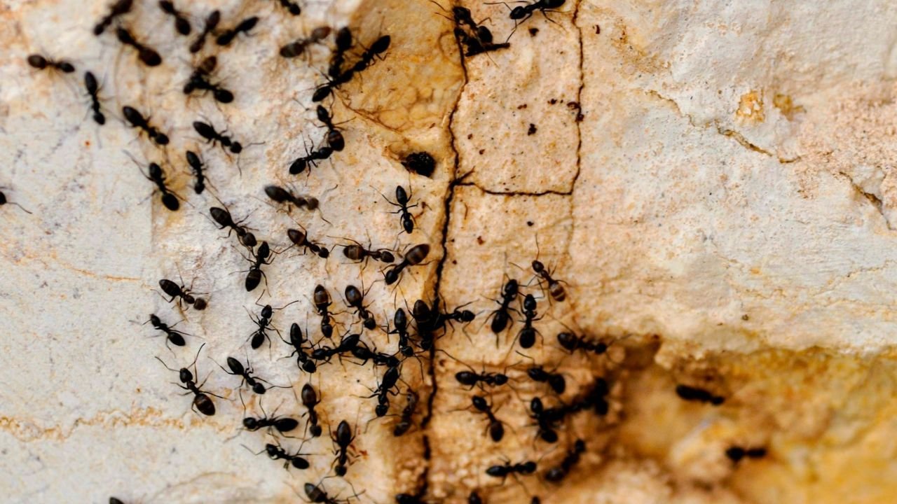 Fourmis dans la maison