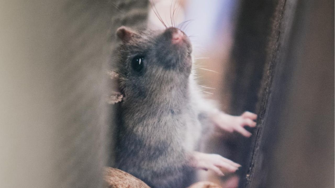 Souris dans la maison