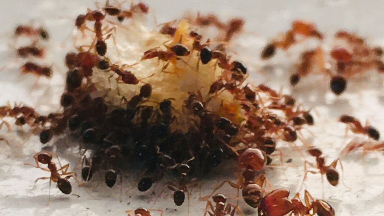 Fourmis minuscules