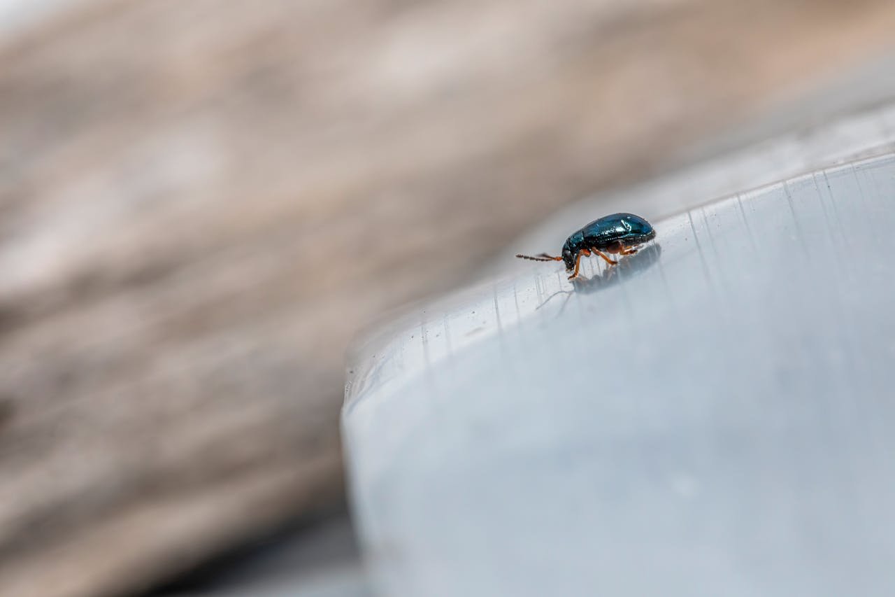 Minuscule insecte noir
