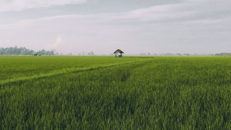 1 hectare en m²