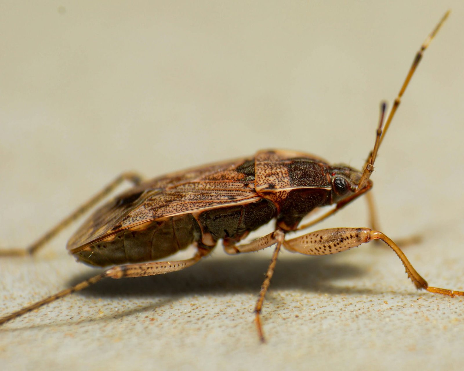 Insecte ressemble à un cafard