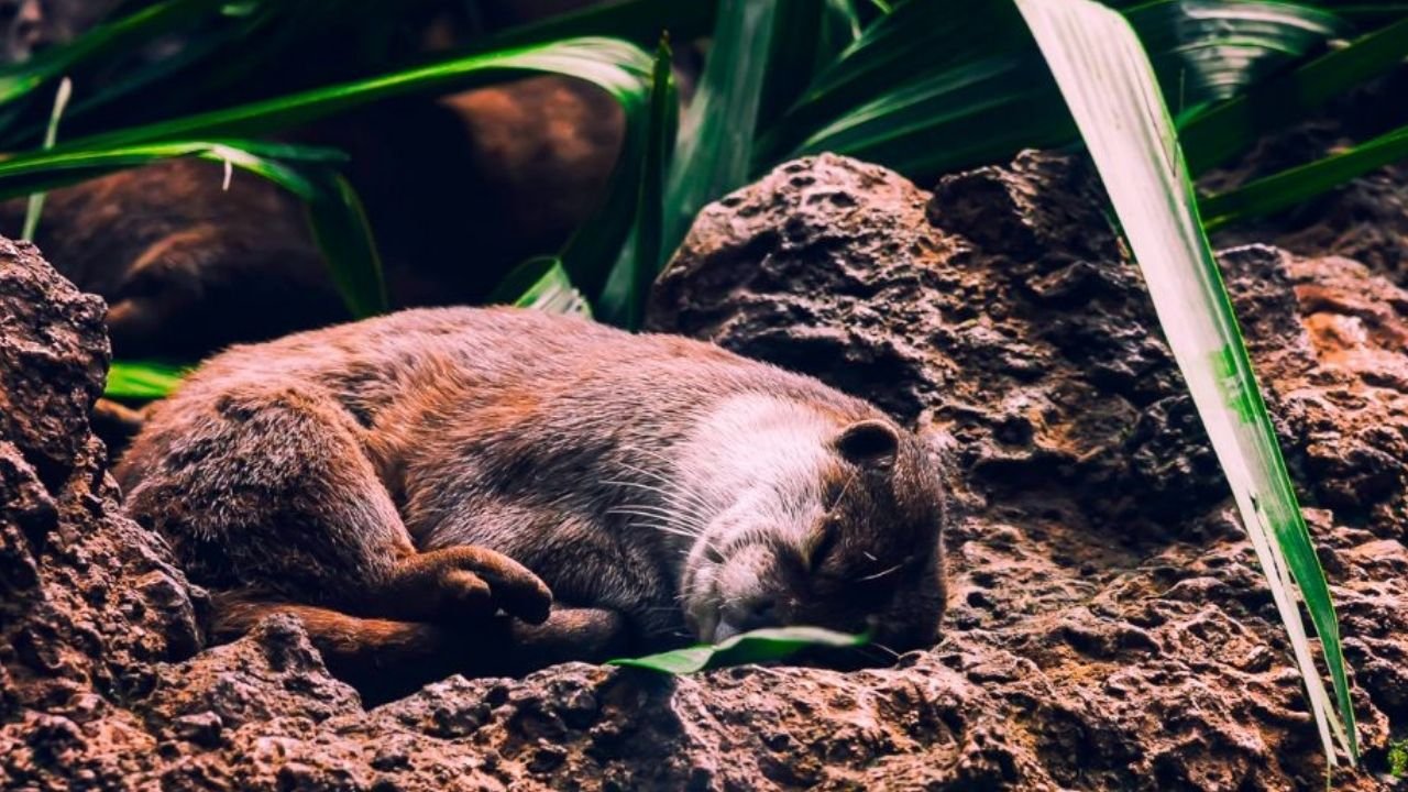 Crottes d’animaux nocturnes